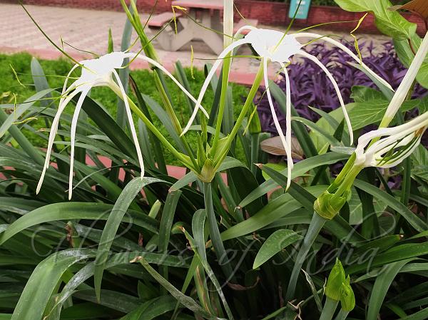 Beach Spider Lily